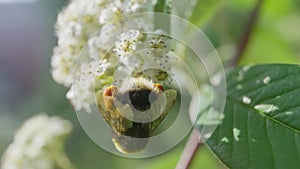 4k Video of Honey Bee pollinating flower