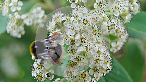 4k Video of Honey Bee pollinating flower