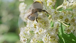 4k Video of Honey Bee pollinating flower