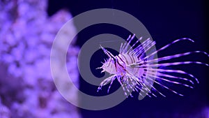 4k video of lion fish in sea saltwater aquarium on blue background, nature and wild life