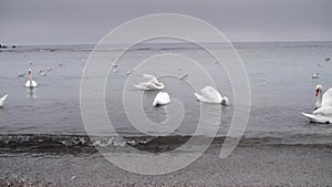 4K video of a lot of seagulls and swans on a beach during a cloudy dat at Black Sea in Romania