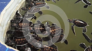 4k video of lots of newborn turtles swimming in water tank saved in wildlife rescue center