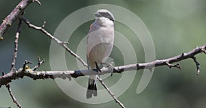 4K Video of Male Red-backed Shrike on Branch