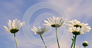 4K Video, Nature background of daisies against a blue sky on a summers day