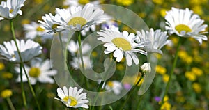 4K Video, Nature background of daisies against a blue sky on a summers day