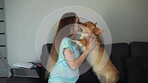 4k video pregnant woman working online on laptop with Corgi dog at home. Pregnancy. Welsh Corgi Pembroke with his owner