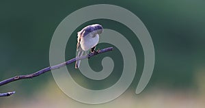 4k video. White wagtail  Motacilla alba  sits on a branch and cleans his feathers.