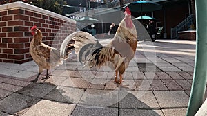 4k video of wild chickens roaming Ybor City in Tampa, Florida