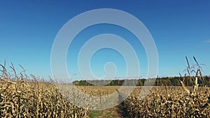 4K. Walks through the ripe corn field by dirty road, panoramic view