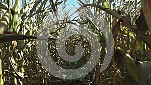 4K. Walks through the ripe corn field, which ready for harvesting