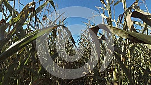 4K. Walks through the ripe corn field, which ready for harvesting