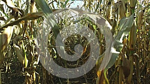 4K. Walks through the ripe corn field, which ready for harvesting. Close-up panoramic view