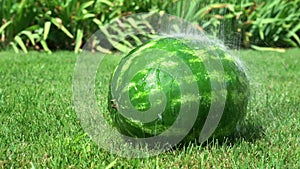 4k. Watermelon is growing in the garden with water drop, Sweet fruit
