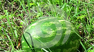 4k. Watermelon is growing in the garden with water drop, Sweet fruit