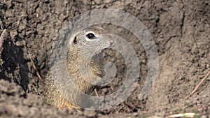 4K Weasel hole in field, otter, mink home, natural environment, marten animals