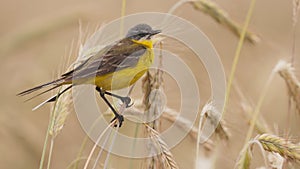 4K Western Yellow Wagtail. Motacilla Flava Is A Small Passerine In The Wagtail Family Motacillidae, Which Also Includes