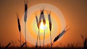 4K Wheat Harvest in Sunset Ray Field Ear Cereals Crop Grains Agriculture Farming