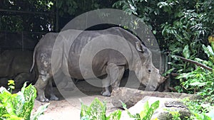 4K, The white rhinoceros or square-lipped rhinoceros (Ceratotherium simum)