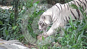 4k white tiger walking in the forest of the zoo