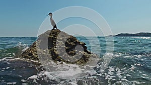 4K. Wild bird Great Cormorant sitting on a rock in the sea. Slovenian Istria, Slovenia, Europe. Close-up view