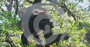 4K Wild Howler Monkeys Foraging Leaves in a Costa Rica Rainforest.