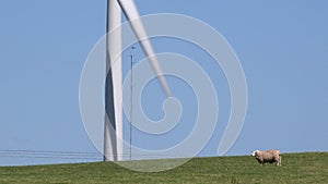 4K wind turbine against blue sky with sheep on grass UK