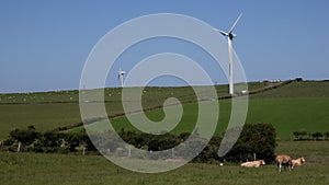 4K wind turbines in blue sky with cows in foreground UK