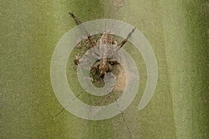 4th instar cricket, Gryllus indicus or Indian Locust, Satara, maharashtra