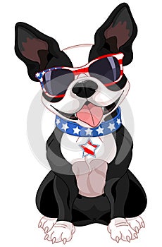 4th of July Boston Terrier