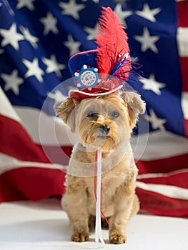 4th of July Patriotic Dog
