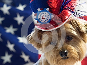 4th of July Patriotic Dog with hat