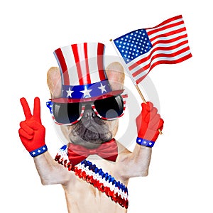 4th oh july dog