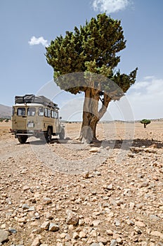 4wd offroad vehicle on rocky track with single tree, Cirque de Jaffar, Atlas Mountains, Morocco