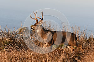 4x3 Black-Tailed Buck following a scent trail