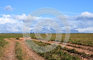 4x4 trucks driving through Gran Sabana, Venezuela