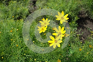 5 bright yellow flowers of Coreopsis verticillata in June