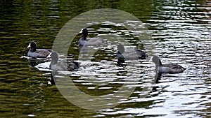 5 coots swimming synchronized