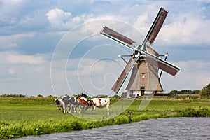 5 cows in a grass pasture in front of a historical Akkersloot windmill in the South-Holland village of Oud Ade