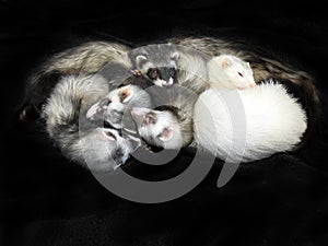 5 Ferrets On Black