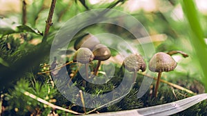 5 five mushrooms under the grass