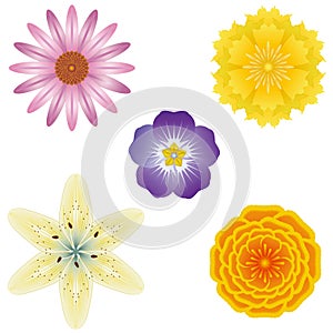 5 flower illustrations