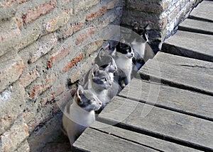 5 funny kittens sitting next to a brick wall and looking to the right side