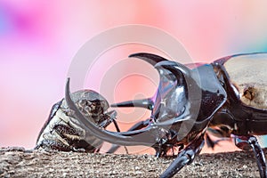 5-Horned Rhinoceros Beetle, Eupatorus gracilicornis beetle whit