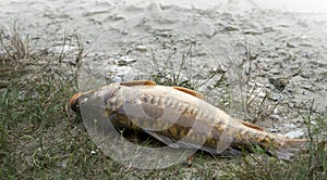 5 Kilo fished carp on the lake shore