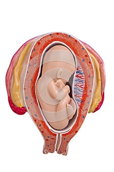5 month old baby in the womb