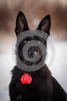 5 month old shepherd dog in the field