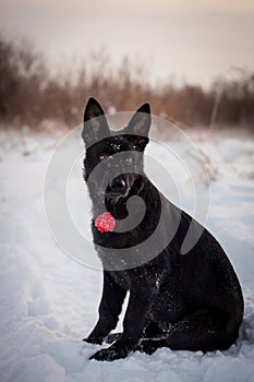 5 month old shepherd dog in the field