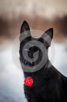 5 month old shepherd dog in the field