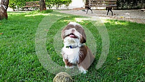 5 month old shih tzu puppy sitting on the lawn in front of a ball of string and looking up