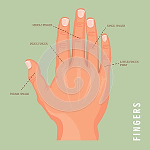 5 names of fingers. Vector poster with human hand. Isolated background.